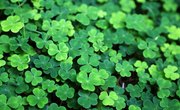 Irish Traditions Brought to America