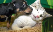 Animal Medical Coding Training