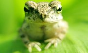 The Advantages of Actual Frog Dissection