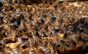 Activities for Kids About Bees