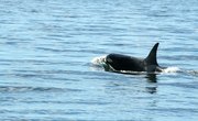 Top Colleges for Marine Mammalogy