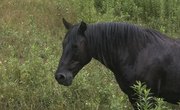 Equine Chiropractor & Acupuncturist Schools