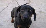 Ideas for Science Projects on Dog Behavior