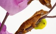 Kentucky Colleges With Degrees in Zoology