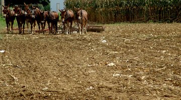 Farm workers produce consumerables that sustain the world.