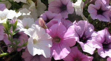 Flowers are often used to manufacture fragrances. 