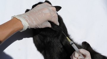 Several colleges in Arizona offer undergraduate programs to prepare students to become veterinarians