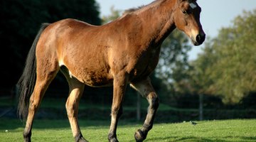 Equine veterinary medicine is a challenging field.