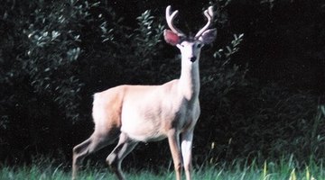 There are many education options for aspiring taxidermists in Oklahoma.