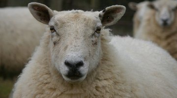 Shearing sheep