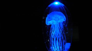 Most of the ocean's vast biodiversity is still undiscovered. 