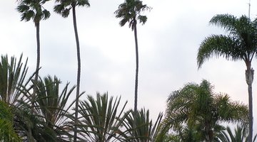 Study by the palm trees near Fort Myers, Florida.