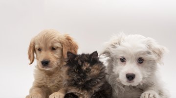 Doctors of Veterinary Medicine are abbreviated DVM at the end of their names.