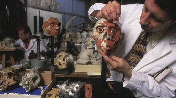 Anthropology Project Ideas