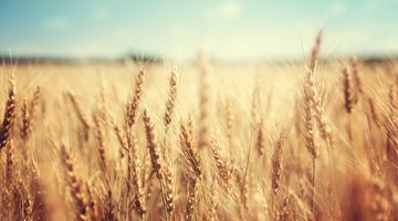 What Are Amber Waves of Grain?