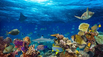 Top 5 Marine Biology Schools
