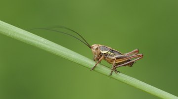 What Is the Symbolism of the Cricket in China?