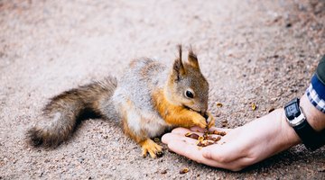 The Squirrel Club
