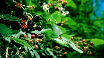 Mulberry Tree Symbolism