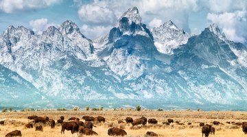 How Many Buffalos Were Killed During the Settlement of the Western United States?