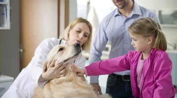 Image of a veterinarian.