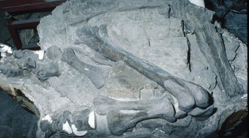Paleontologists identify and date fossilized bones.