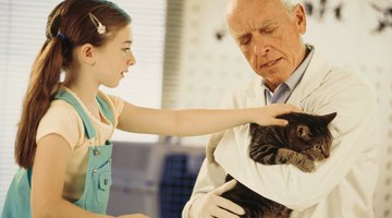 Animal chiropractors relieve discomfort through spinal adjustments.