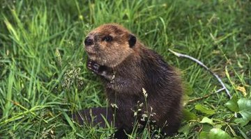 Historically, beaver fur was among the most valuable.