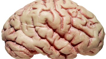 Biology and psychology can help elucidate one another.