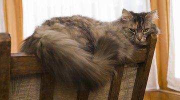 Your cat can help your toddler learn basic phonemes, including ''bat,'' ''mat'' and ''hat.''