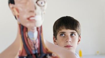 Viewing human models can make learning anatomy and physiology terms clearer.