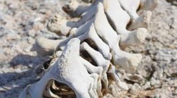 These are whale vertebrae.