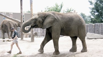 Many university programs include firsthand experience at zoos and aquariums.