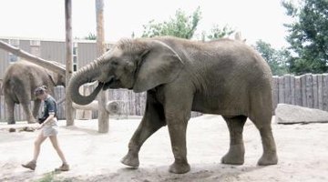 Many wildlife biologists work in zoos.