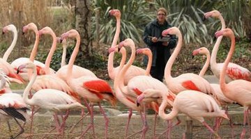 The incredible biodiversity of  animal species in Florida makes it a great location for studying zoology.
