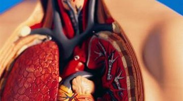 Learning about the circulatory system is challenging but critical to understanding physiology.
