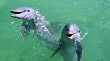 Coastal schools are ideal for observing marine mammals.