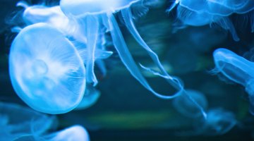 Marine biologists study aquatic ecosystems and often work to find ways to help preserve the health of those ecosystems.