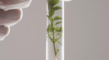The Biology SOL is an end-of-course exam administered in Virginia.