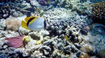 Marine biologists study marine life and their ocean homes.