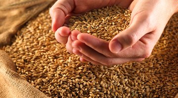 The rise of agriculture led to a variety of economic and cultural changes.