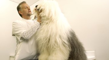 Vets treat animals of all sizes.