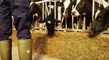 Animal husbandry is a typical curricular activity of agricultural arts.