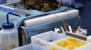 The second year of a pathologists' assistant program typically includes clerkship rotations in autopsy pathology.