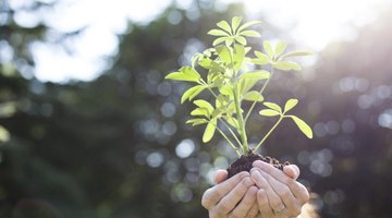 Hands holding up plant in sunlight.