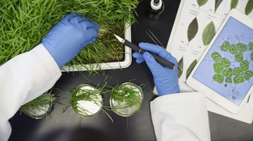 How to Get a Ph.D. in Biology