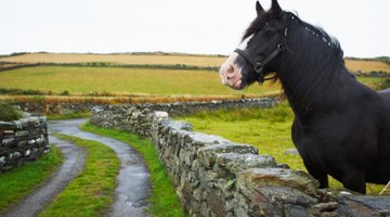 The very first horses, along with other mammals, appeared during the Tertiary Period.