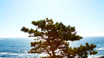 Plants need sufficient sunlight for photosythesis.