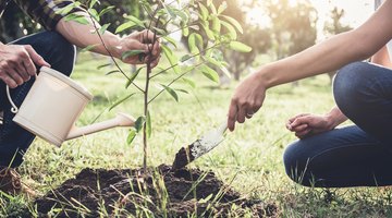 How to Hold a Ceremony to Plant a Tree