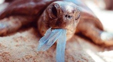 Disadvantages of Plastic Bags
